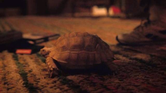 怪奇物语第二季影怪解析_怪奇物语在哪里有_怪奇物语第三季预告